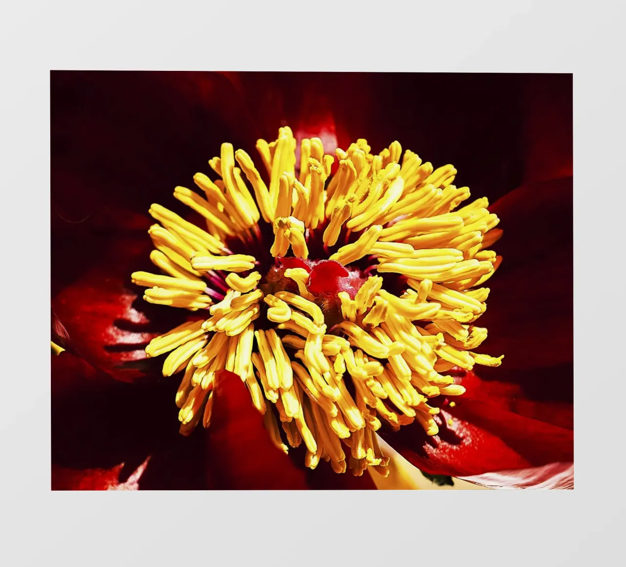 Peonia rossa in primo piano - Stampa d'arte floreale simile a un grembo materno pellicola backlit da jay