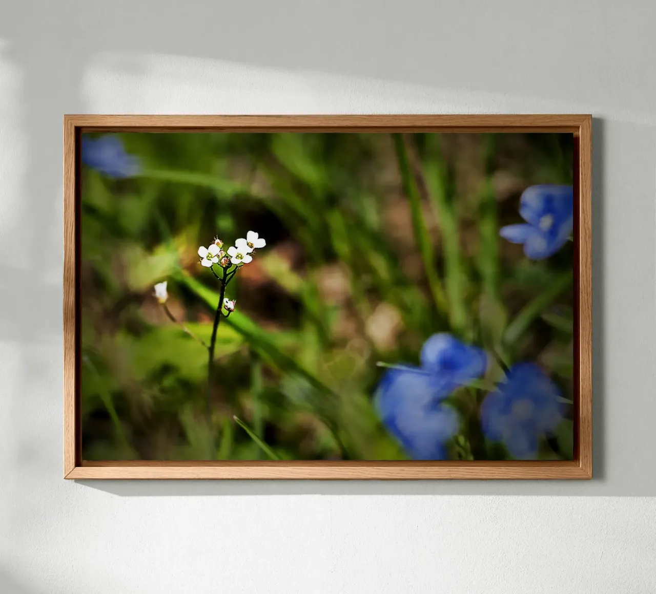 Tiny White Wildflowers in a Spring Meadow – Nature Photo canvas with Floater frame by jay