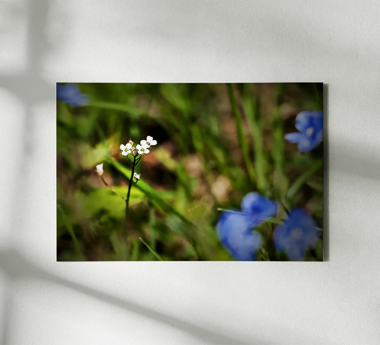 Tiny White Wildflowers in a Spring Meadow – Nature Photo canvas with Floater frame by jay