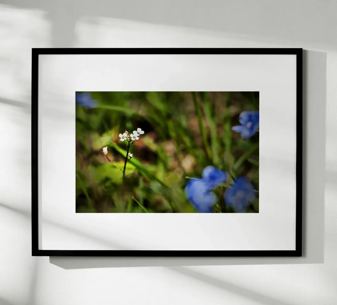 Piccoli fiori di campo bianchi in un prato di primavera - Foto Natura poster da jay