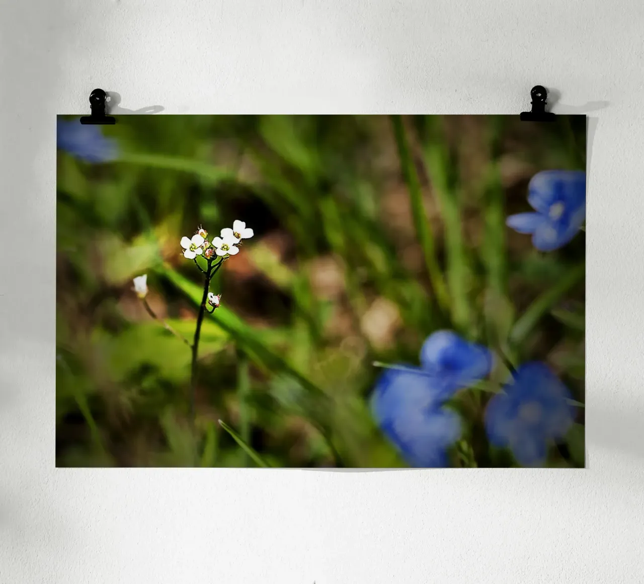 Piccoli fiori di campo bianchi in un prato di primavera - Foto Natura poster da jay