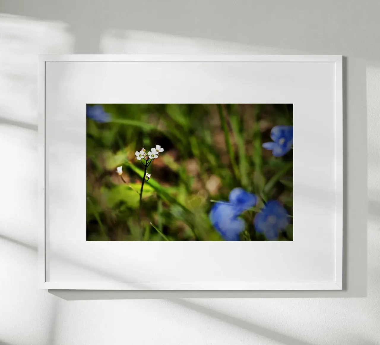 Piccoli fiori di campo bianchi in un prato di primavera - Foto Natura poster da jay