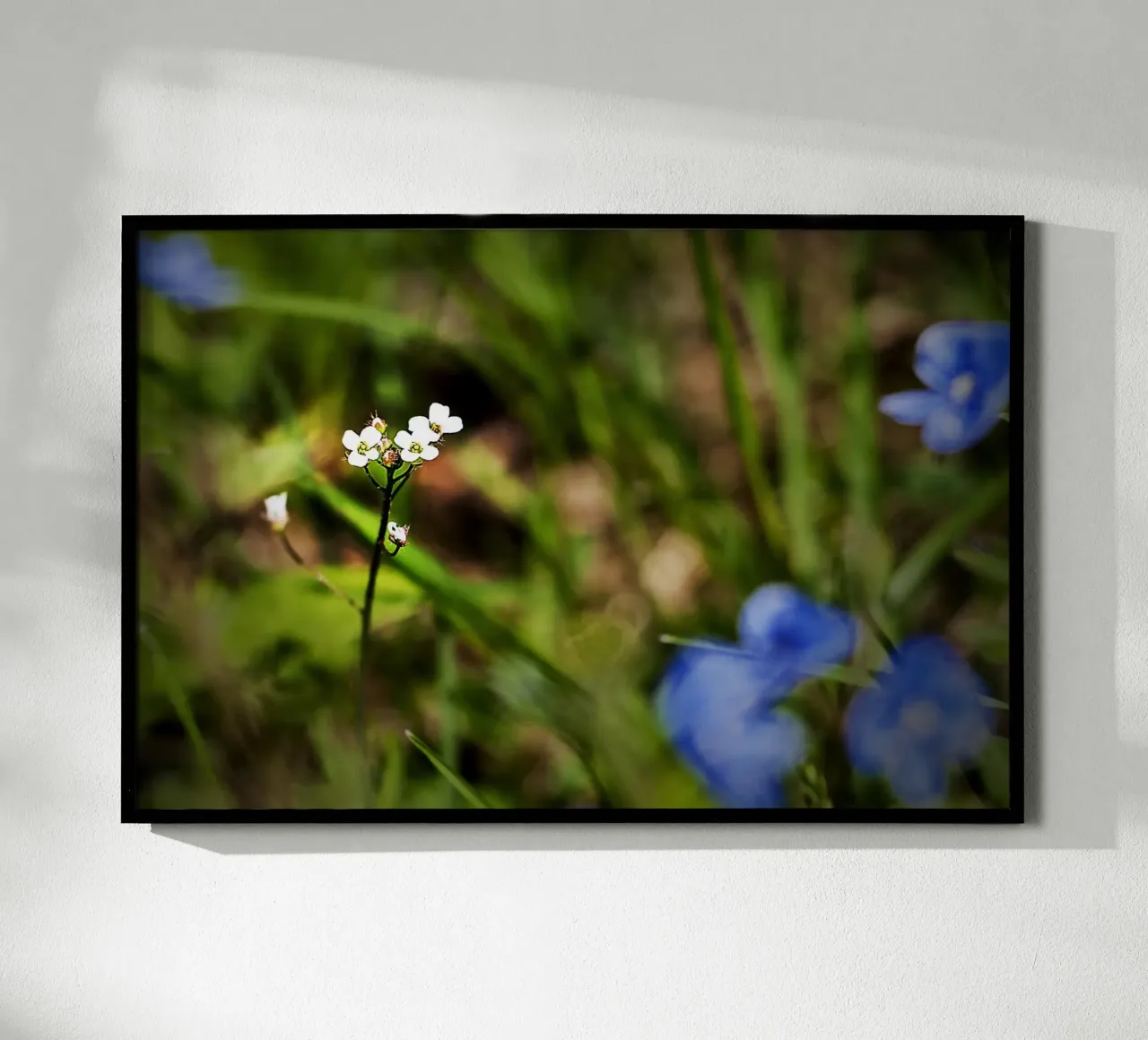 Piccoli fiori di campo bianchi in un prato di primavera - Foto Natura poster da jay
