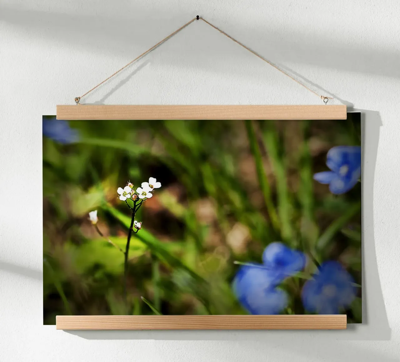 Piccoli fiori di campo bianchi in un prato di primavera - Foto Natura poster da jay