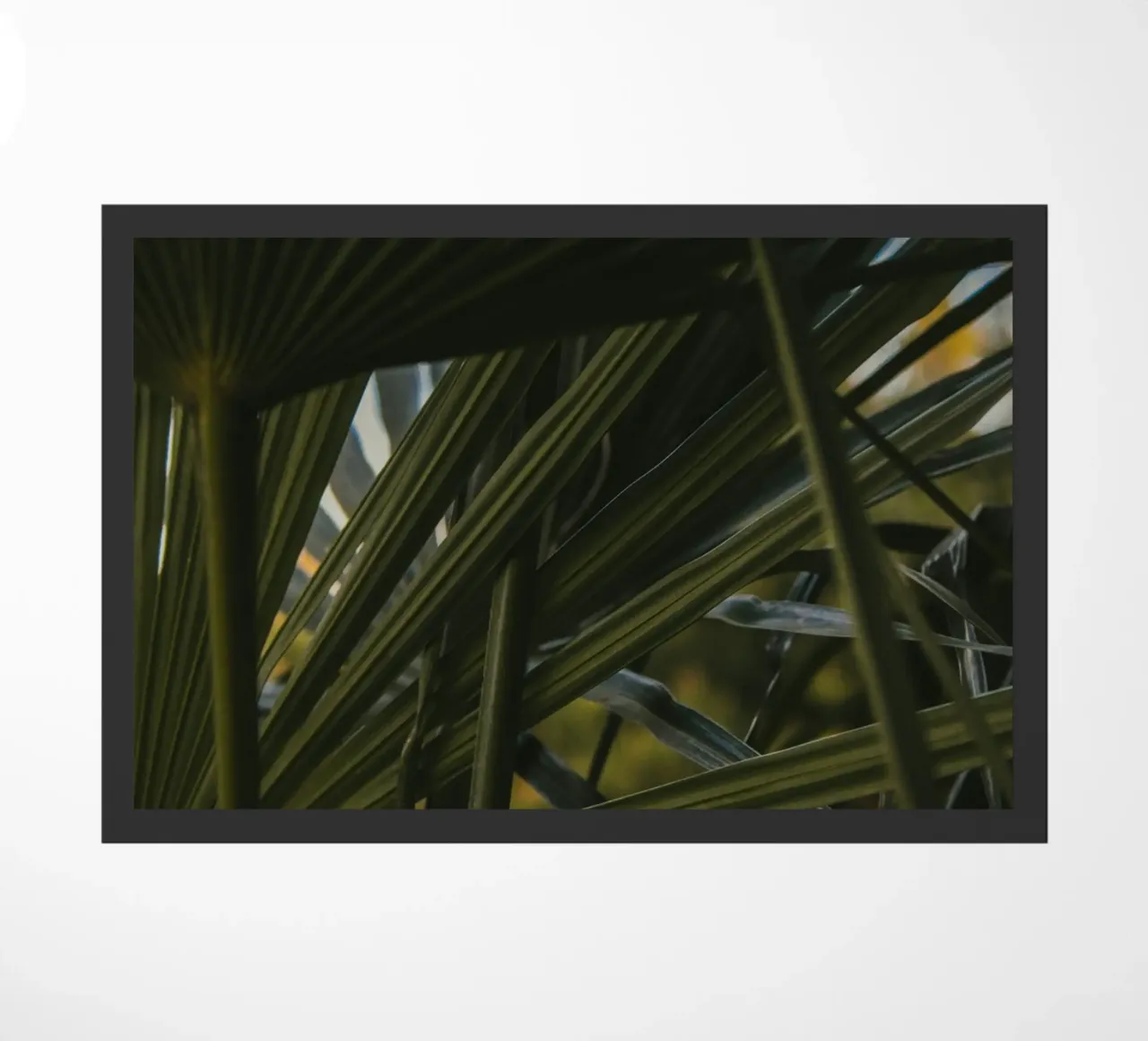 cluster di palme zerbino da lesuki