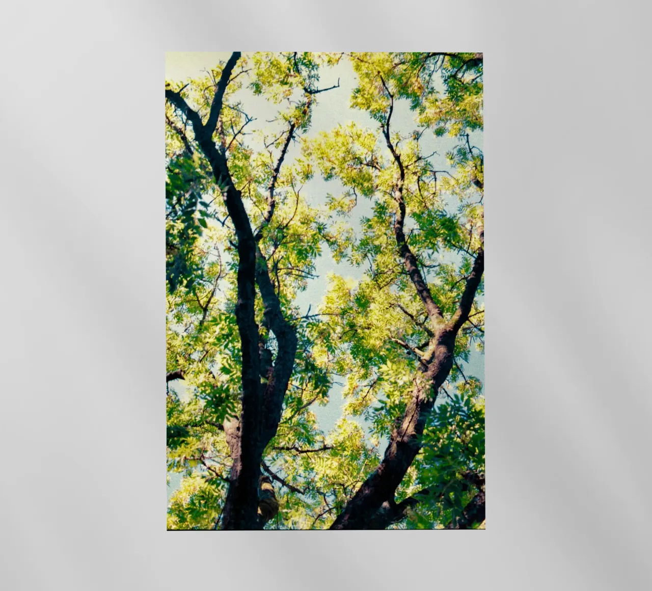 albero alto con foglie gialle pellicola backlit da Earthly Visions