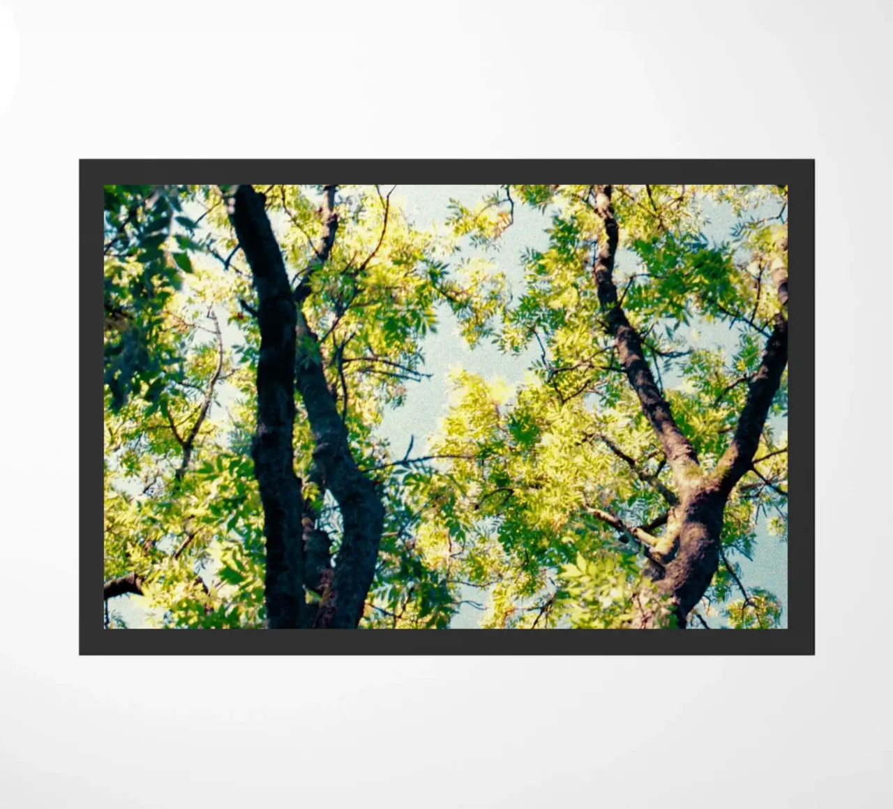 albero alto con foglie gialle zerbino da Earthly Visions