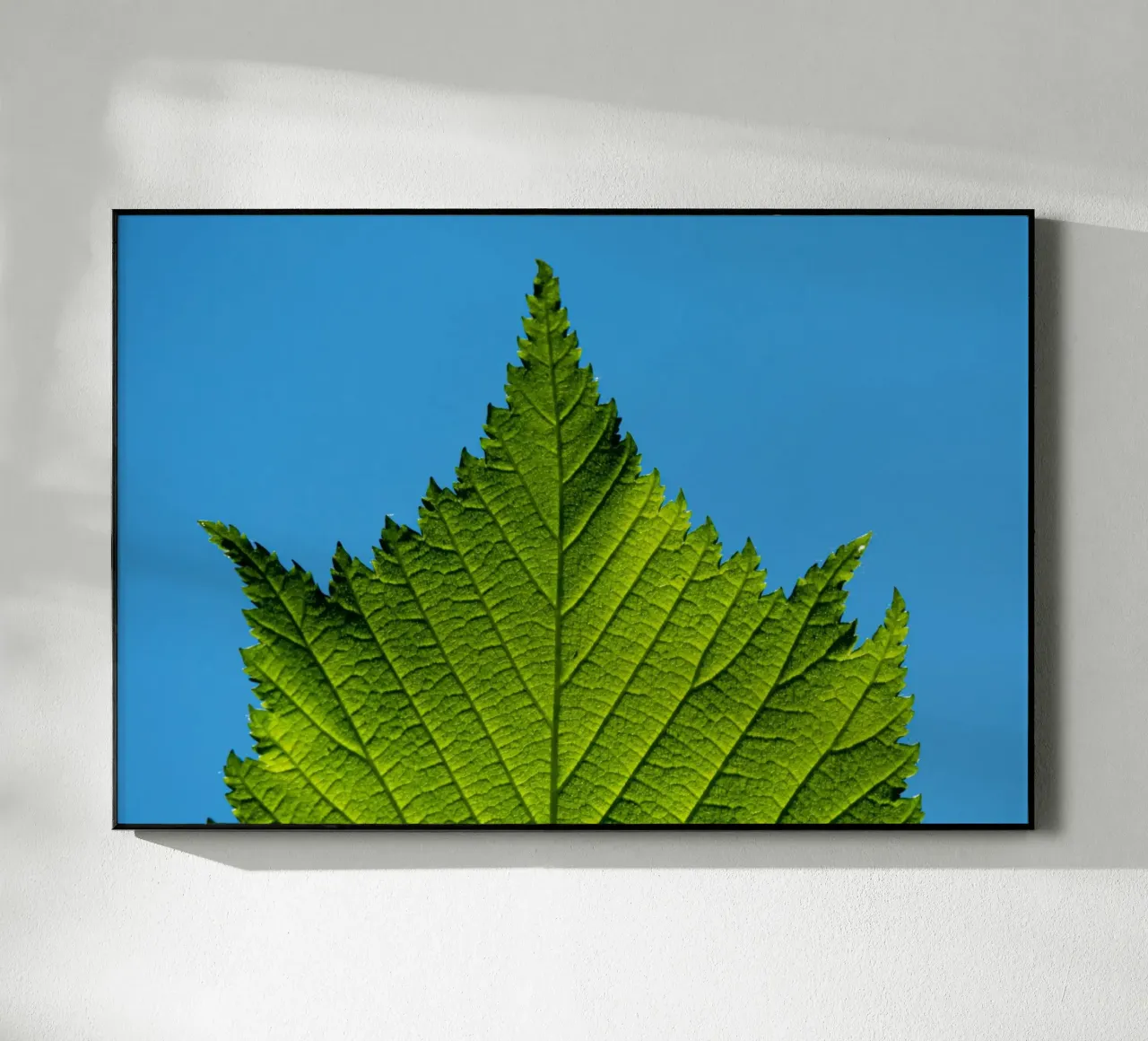 Green leaf plexiglass da anderm