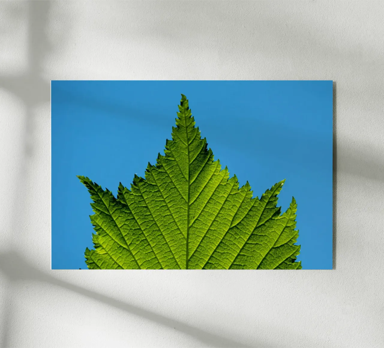 Green leaf plexiglass da anderm