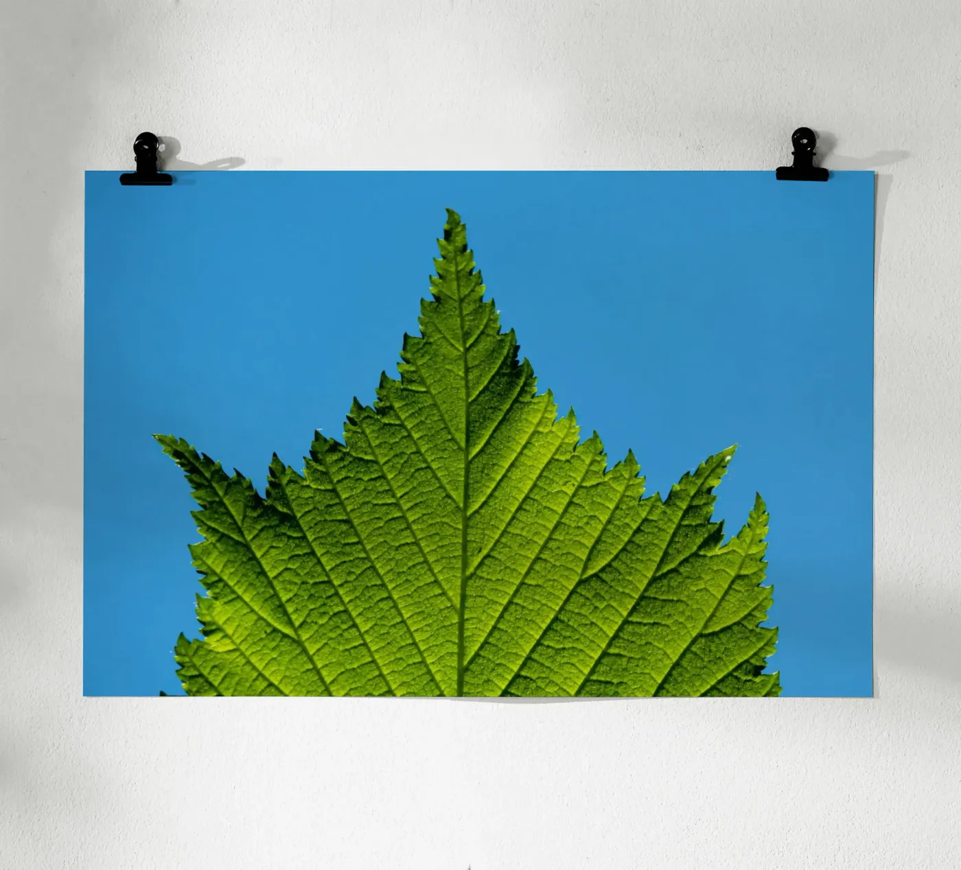 Green leaf poster by anderm