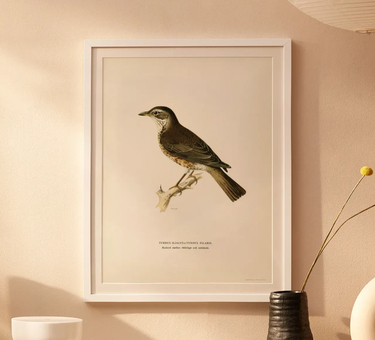 Redwing (Turdus iliacus) poster con telaio in plastica da vintageshop