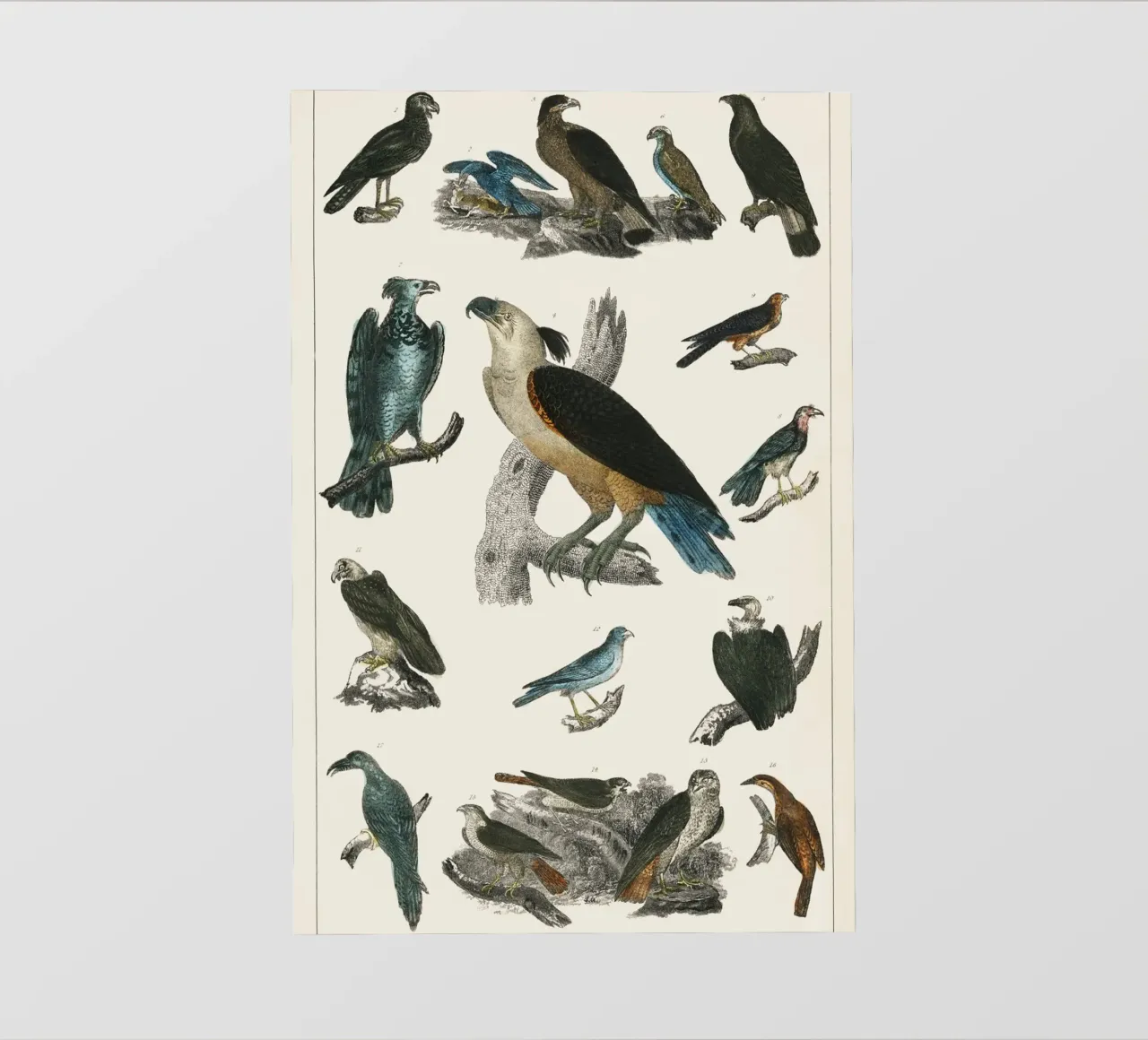 various type of birds pellicola backlit da vintageshop