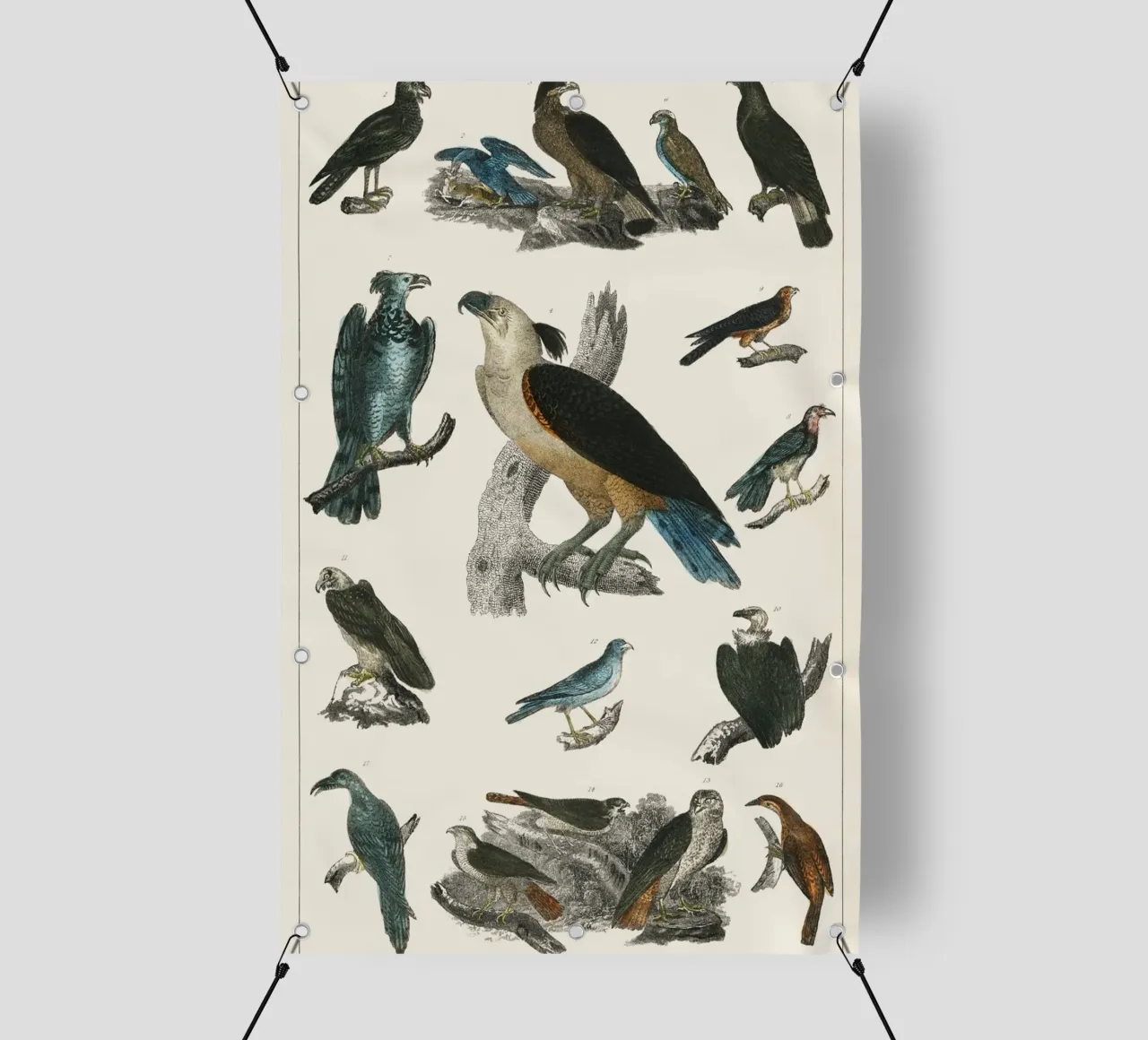 various type of birds telo in pvc da vintageshop