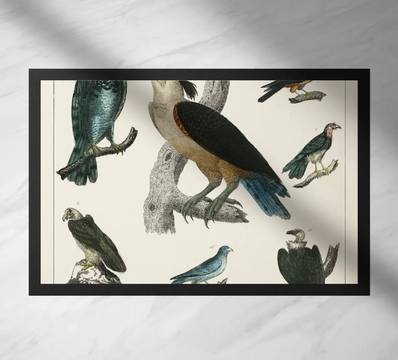 various type of birds zerbino da vintageshop