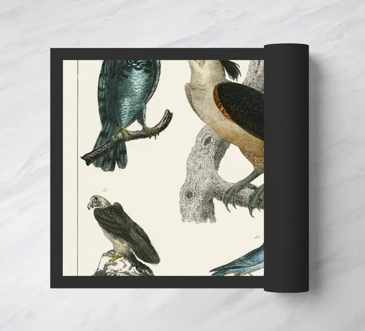 various type of birds zerbino da vintageshop