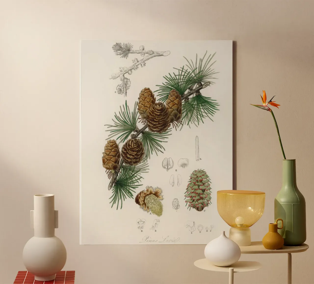 Linus larix illustration canvas met Baklijst van vintageshop