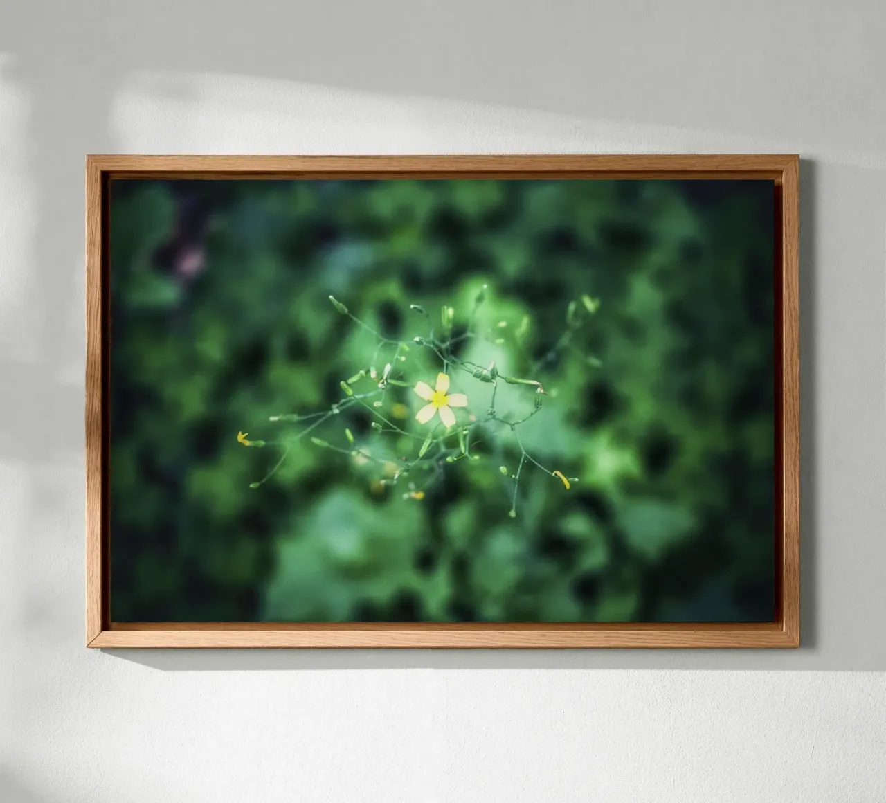 Cosmic Bloom – Fine Art Print canvas with Floater frame by jay