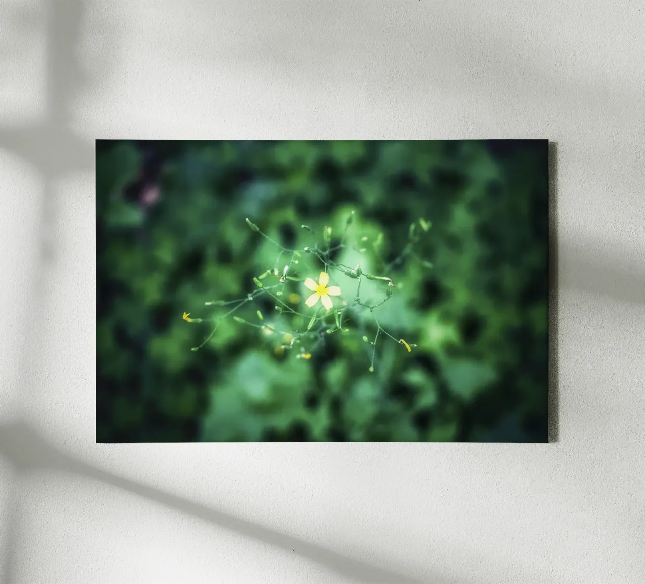 Cosmic Bloom – Fine Art Print canvas with Floater frame by jay