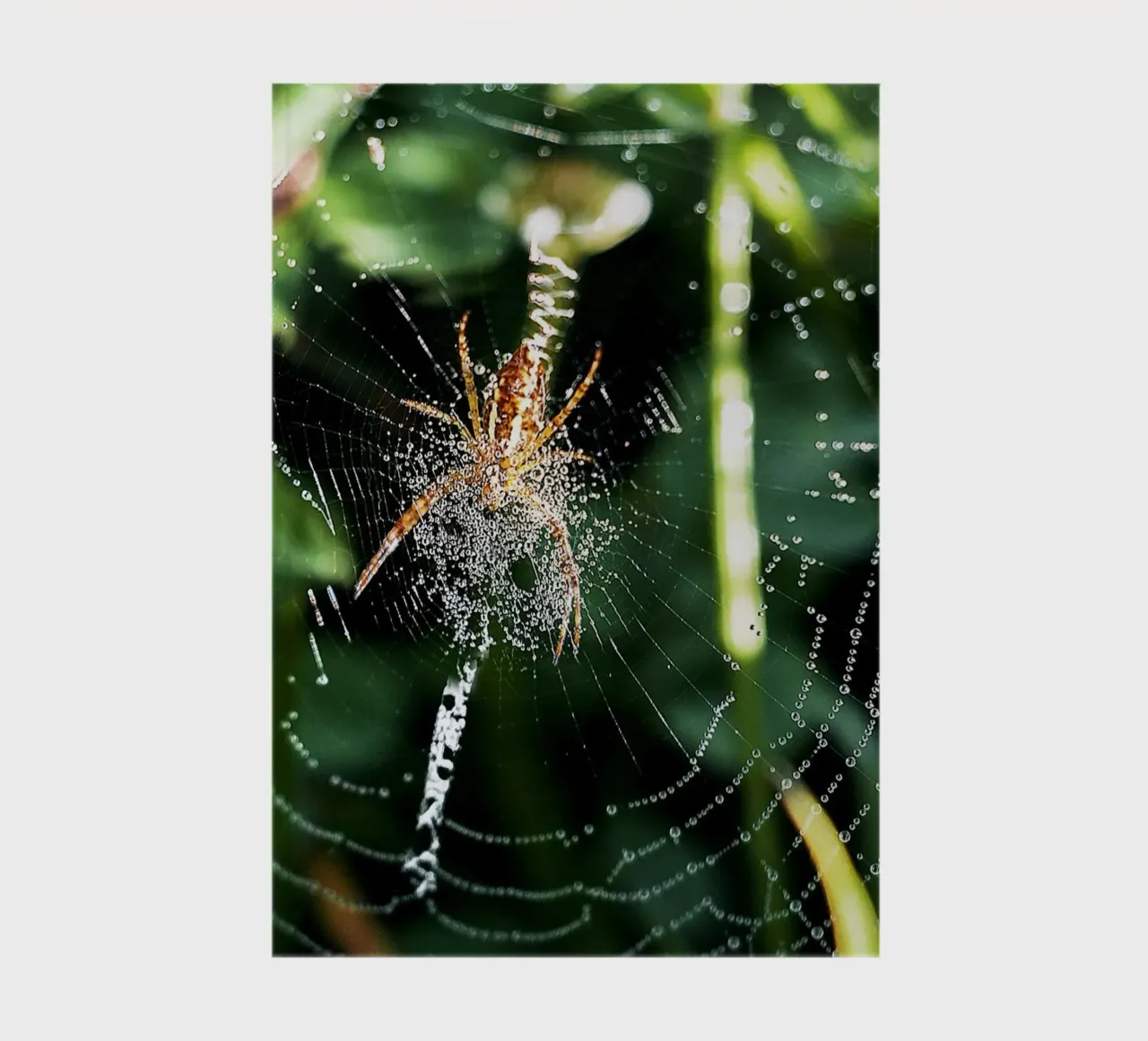 Web of Dawn – Fine Art Print notebook by jay