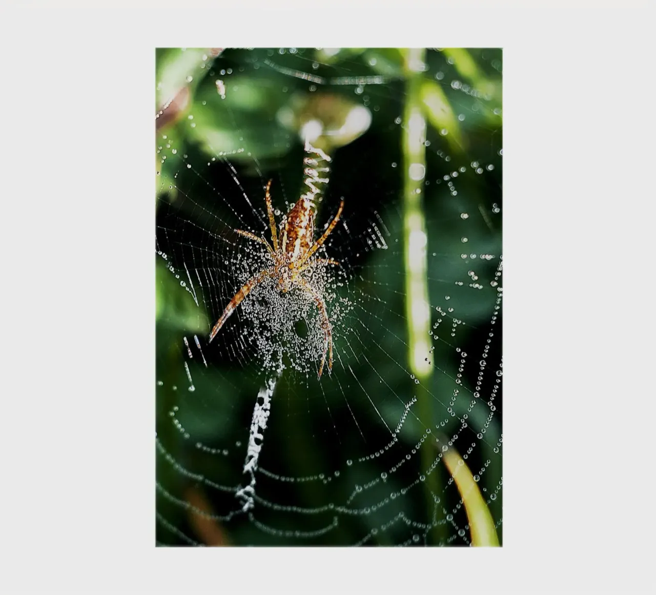 Web of Dawn – Fine Art Print notebook by jay