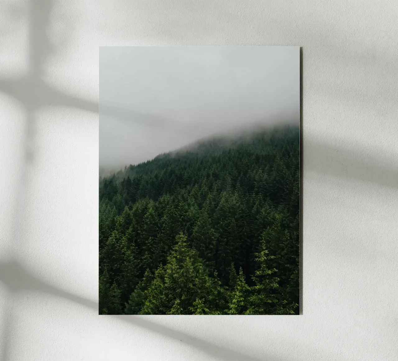 Misty Pines alluminio dibond da Lena Stamm
