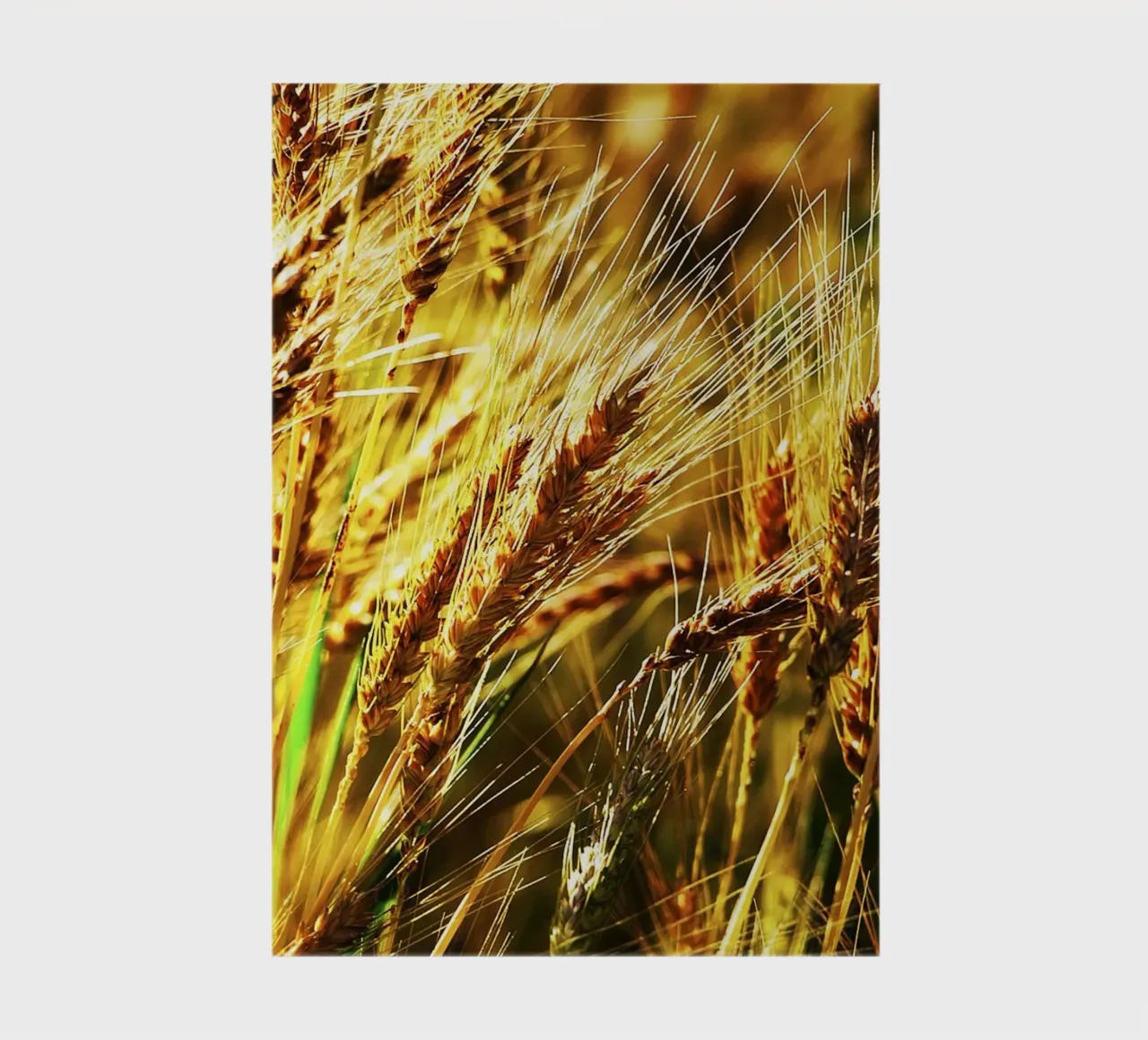 Golden Wheat Close-Up – Fine Art Print notebook by jay