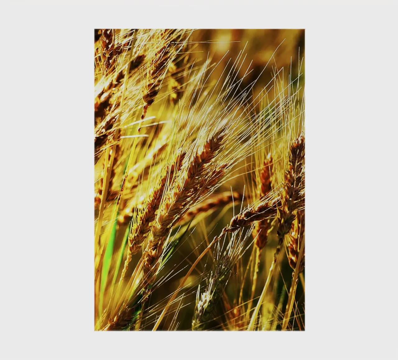 Golden Wheat Close-Up – Fine Art Print notebook by jay