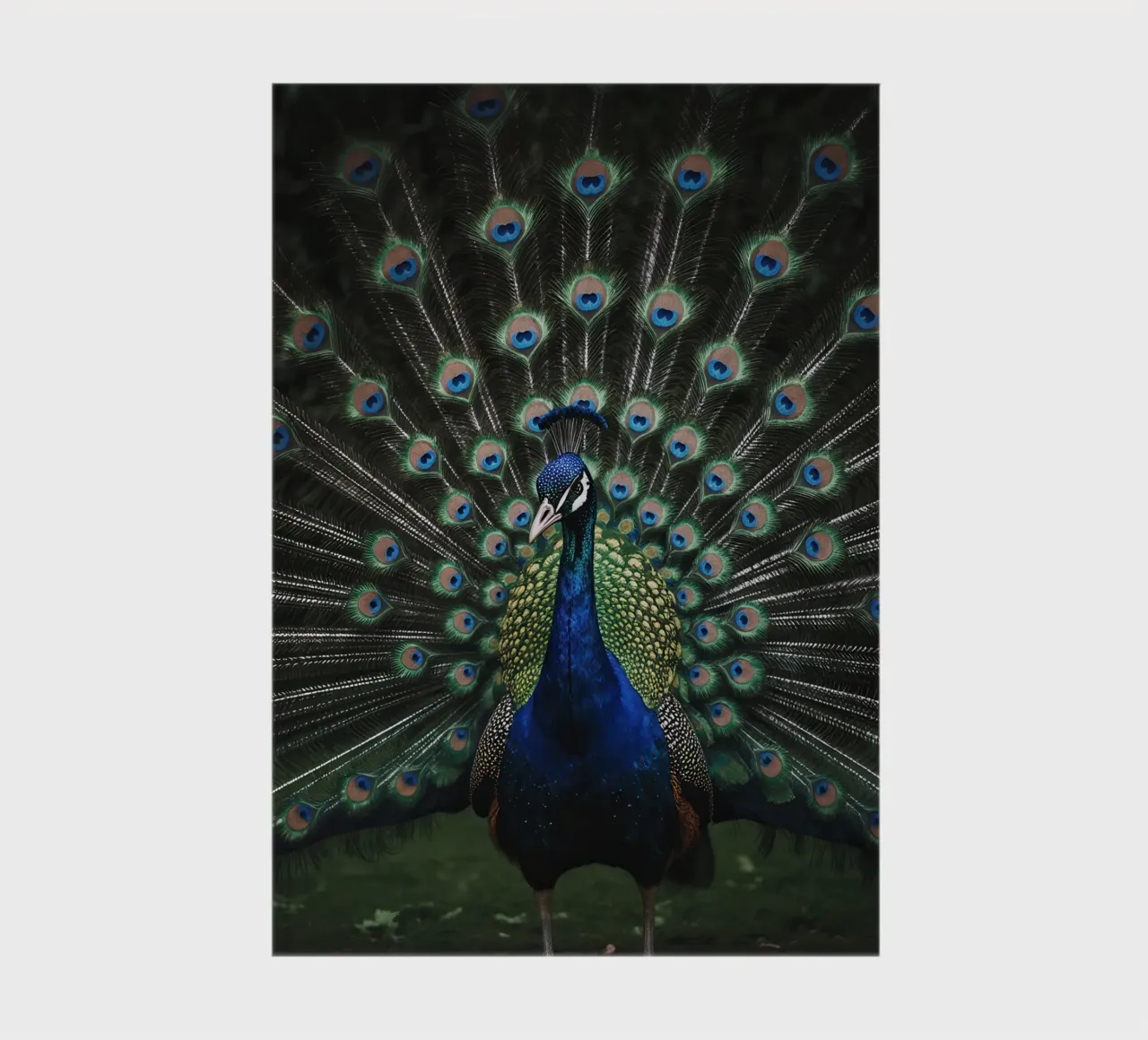 Peacock with Full Tail Display notebook by Attaboy Dsgn