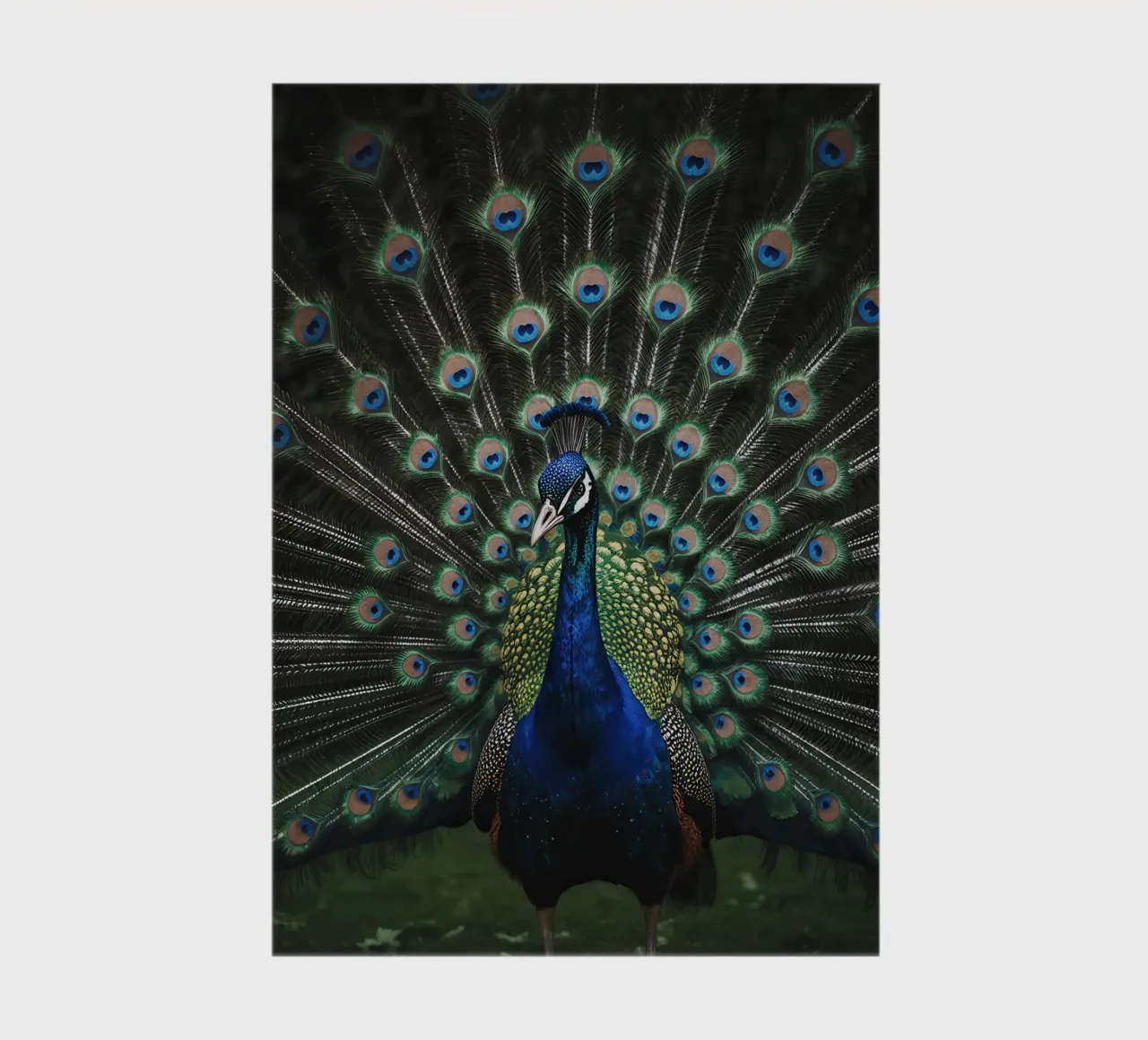 Peacock with Full Tail Display notebook by Attaboy Dsgn