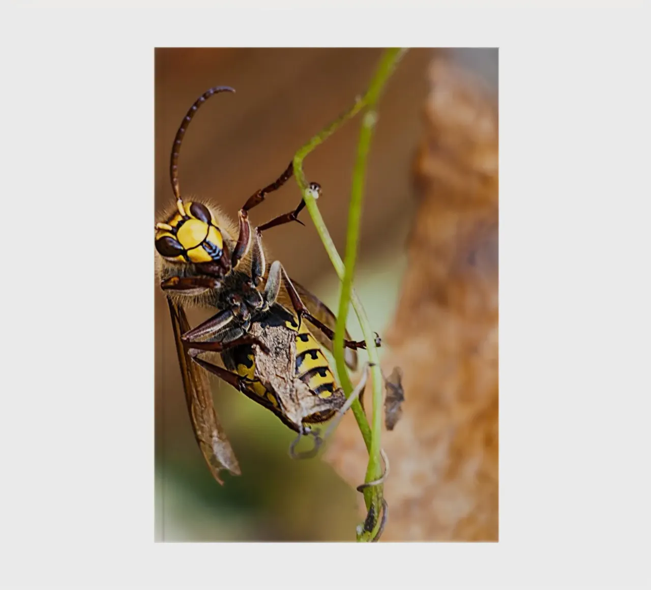 Bee Gaze - Close-Up Fine Art Print notebook by jay