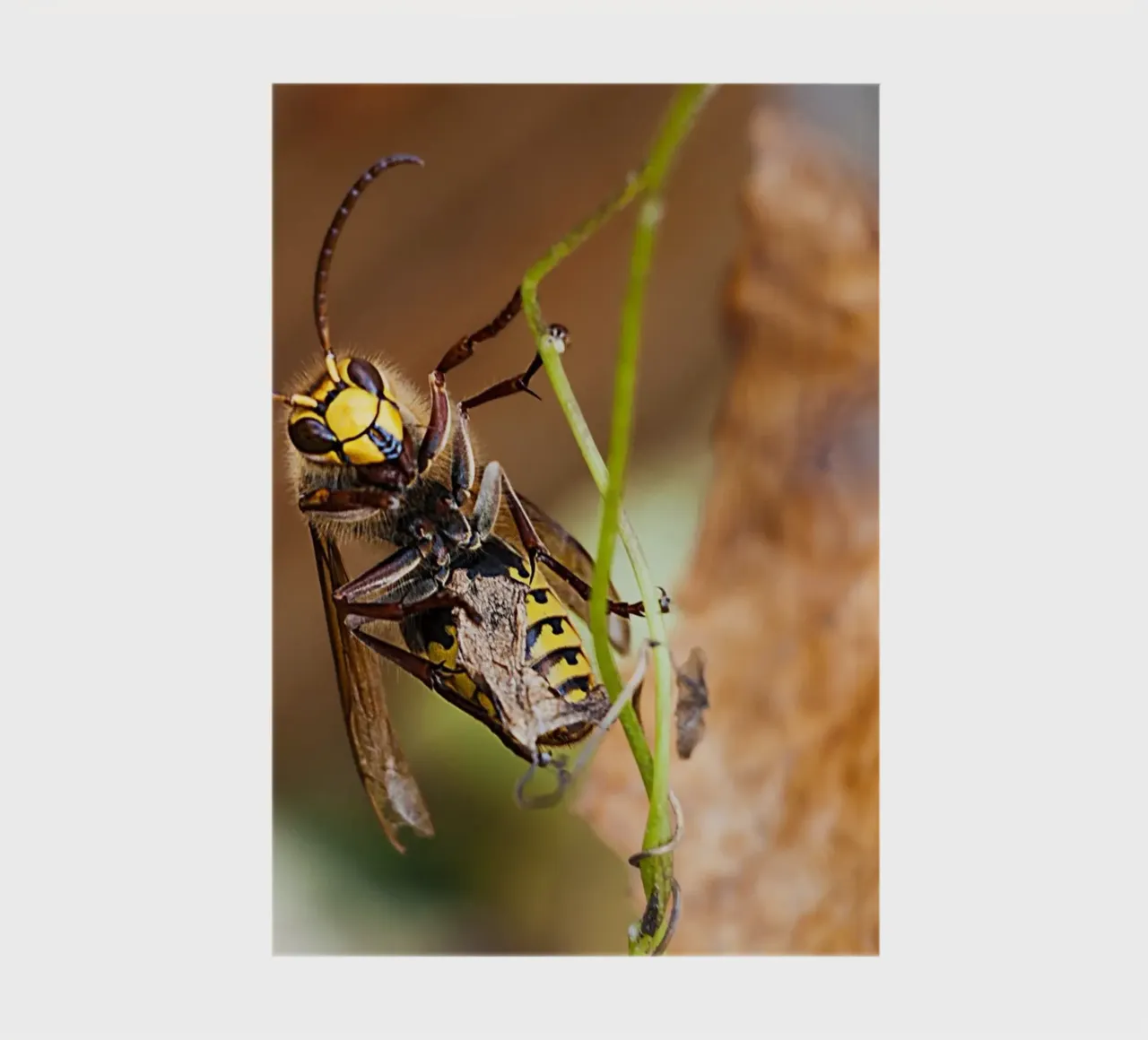 Bee Gaze - Close-Up Fine Art Print notebook by jay