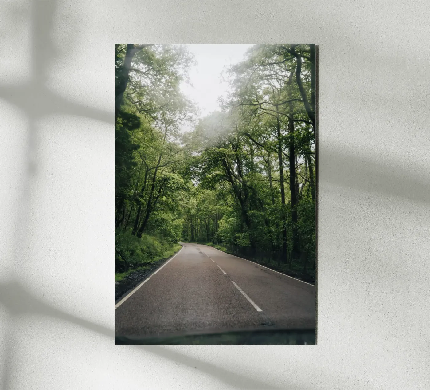 Forest Road alluminio dibond da Lena Stamm