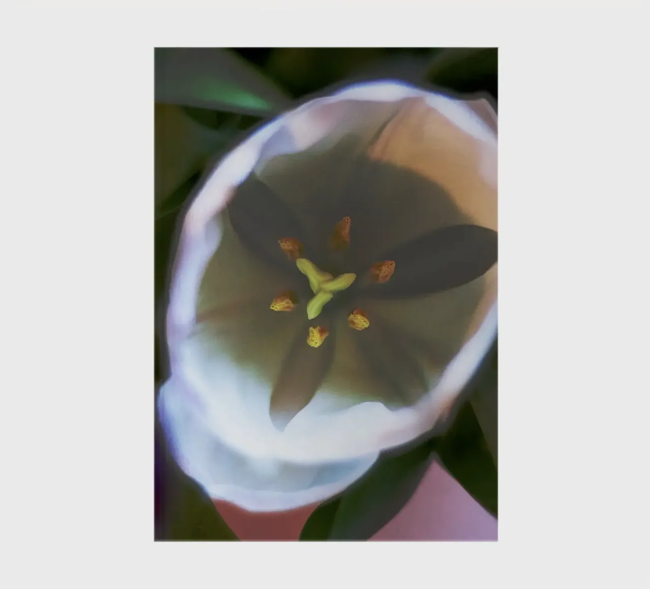 Inner Bloom - Abstract White Tulip Fine Art Print notebook by jay