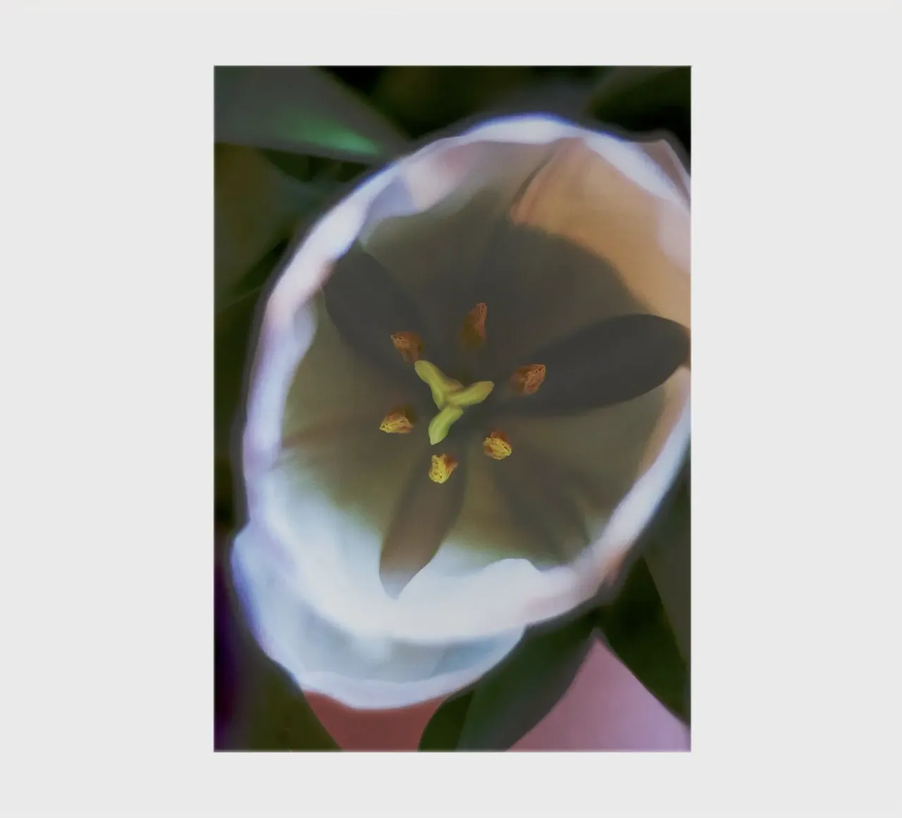 Inner Bloom - Abstract White Tulip Fine Art Print notebook by jay