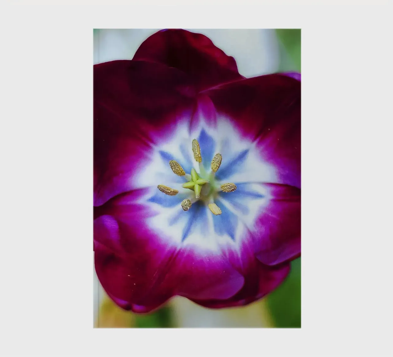 Mystic Core – Deep Violet Tulip Fine Art Print notebook by jay