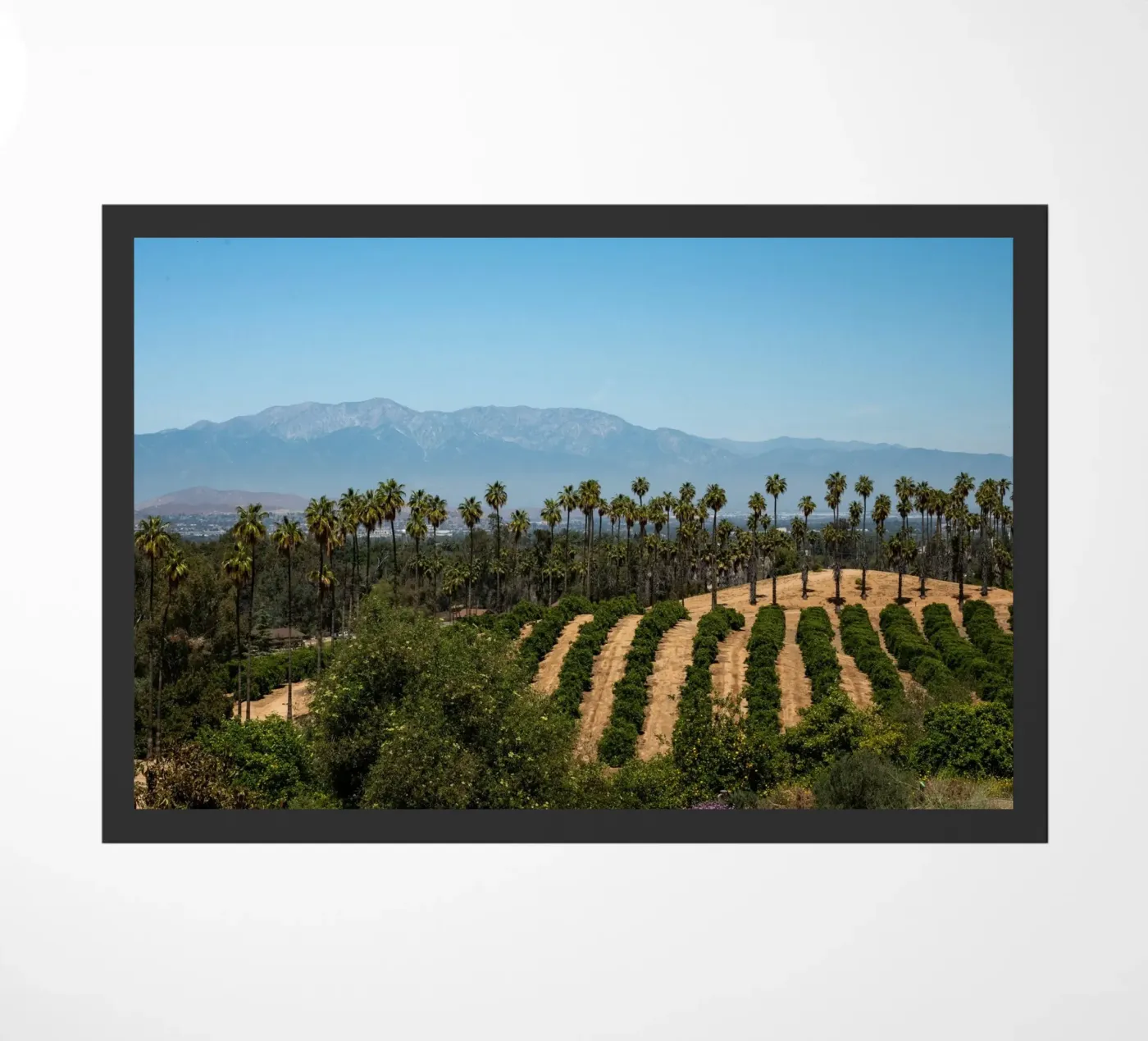 collina forestale zerbino da Earthly Visions