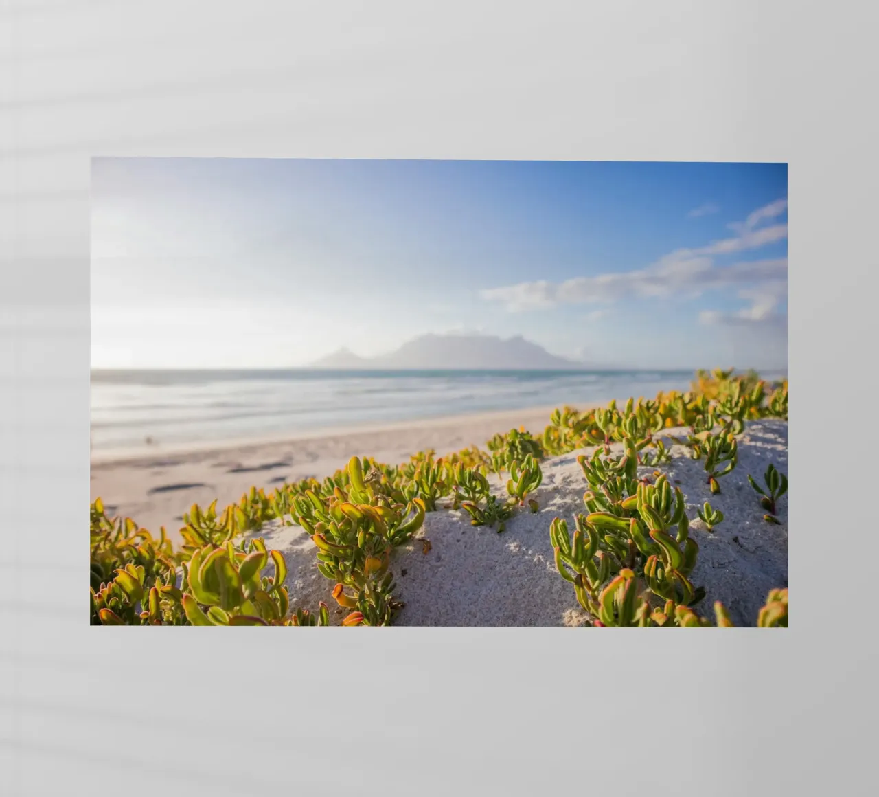 cactus che crescono in riva al mare pellicola backlit da Earthly Visions