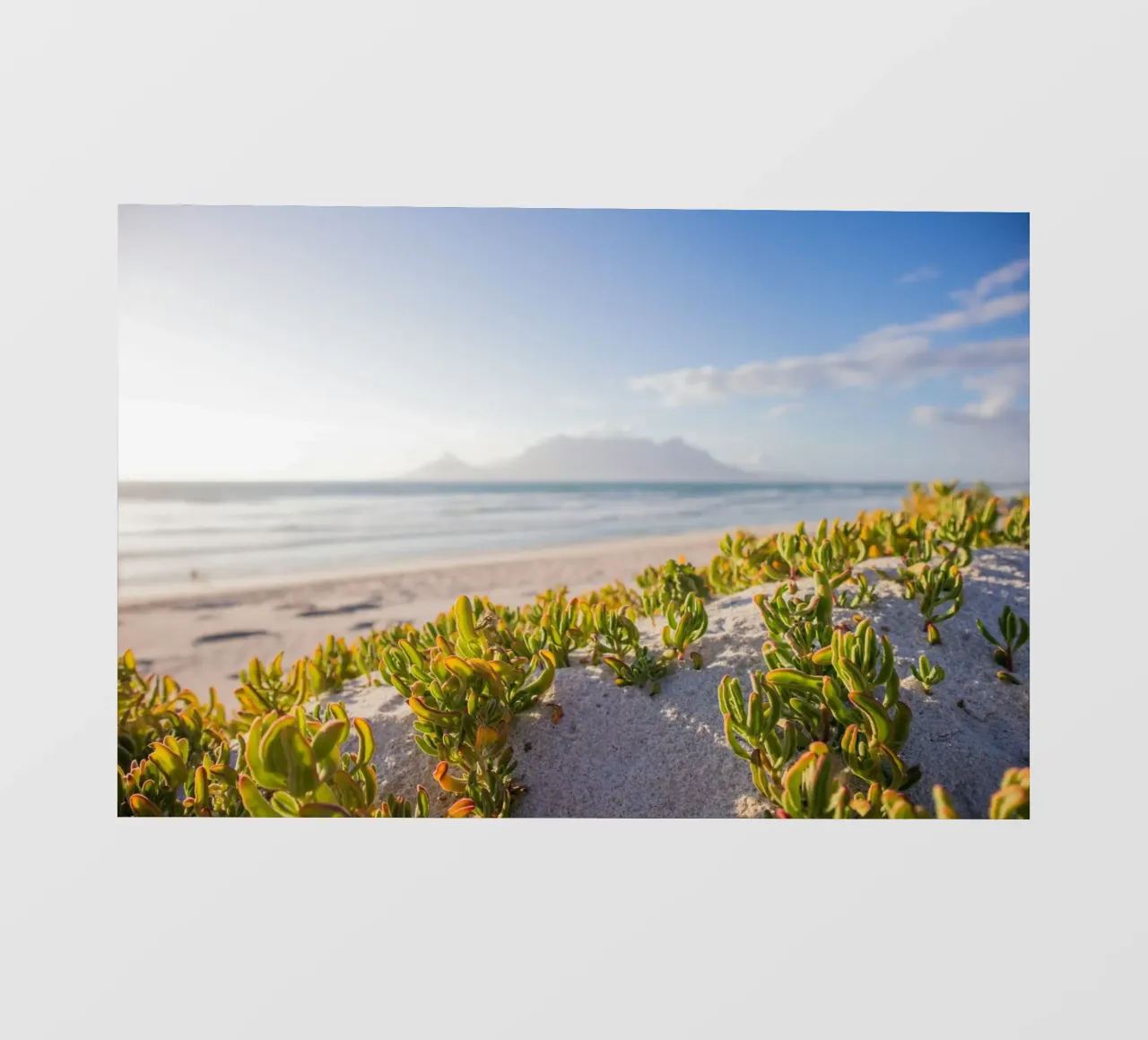 cactus che crescono in riva al mare pellicola backlit da Earthly Visions