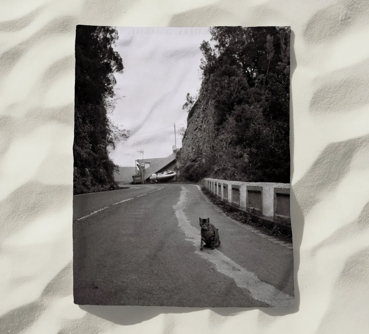 Gatto e barca telo mare da Mane