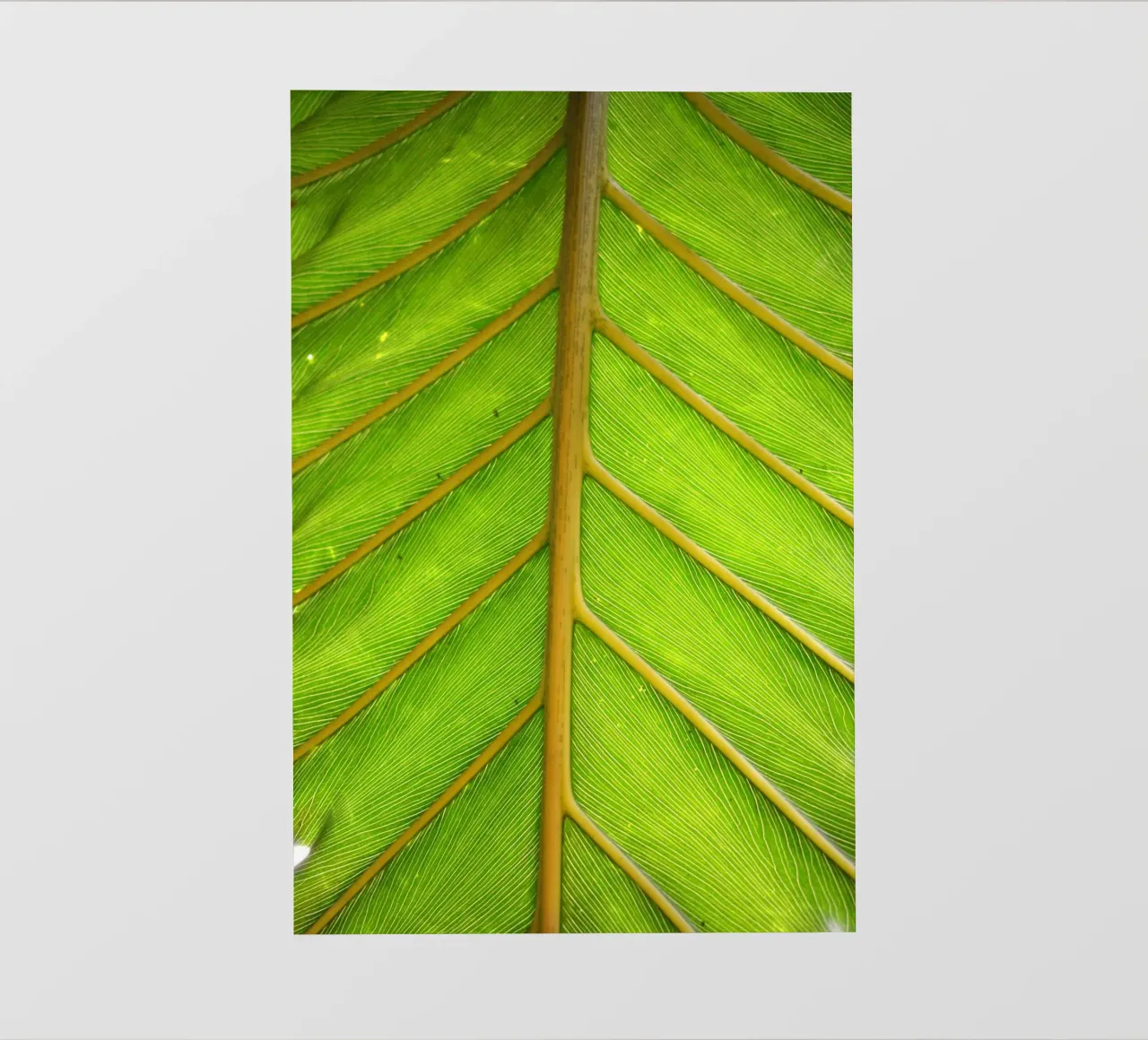 Bladnerf fotobehang van Earthly Visions