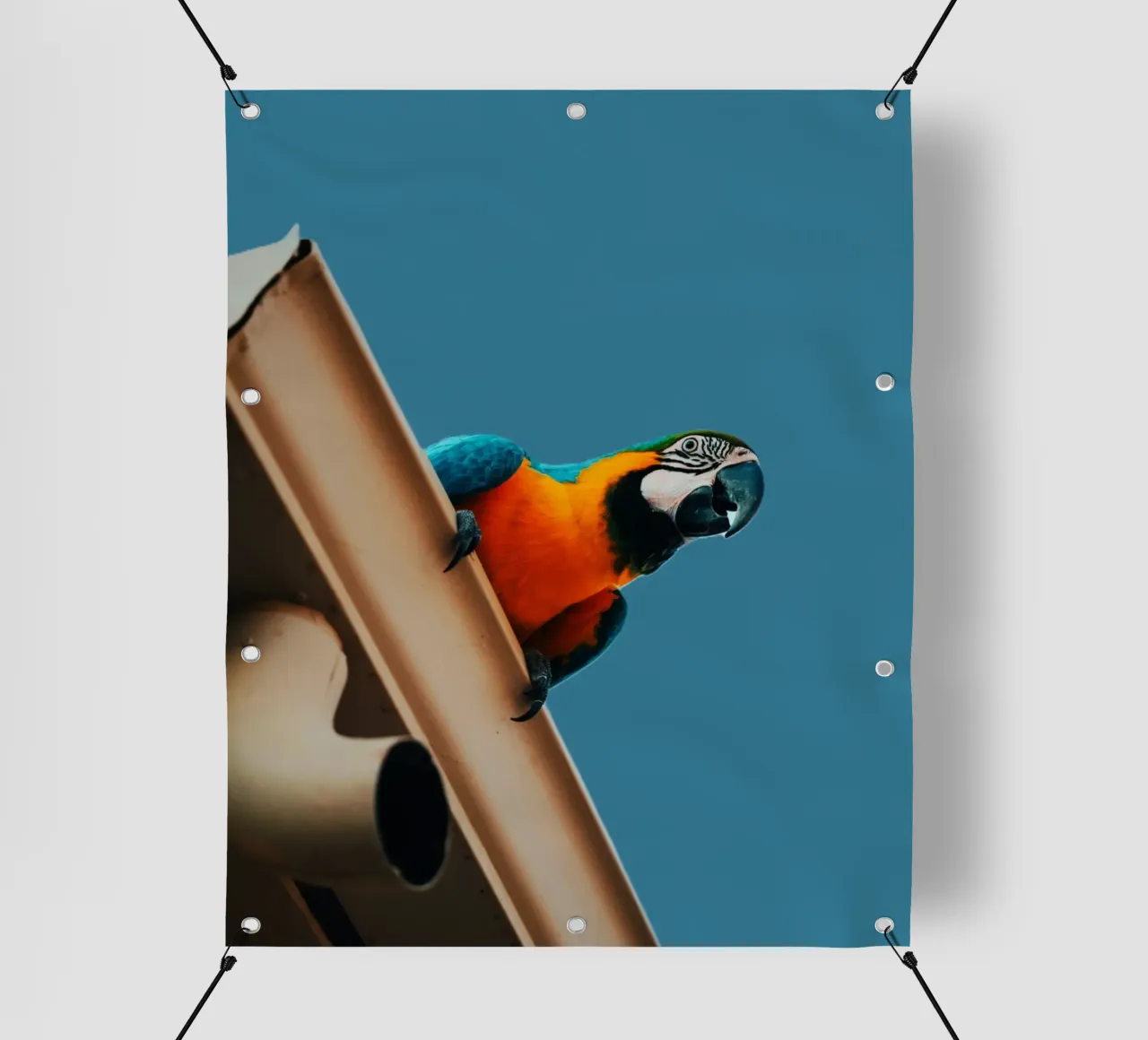 Pappagallo in volo telo in pvc da Nature's Palette