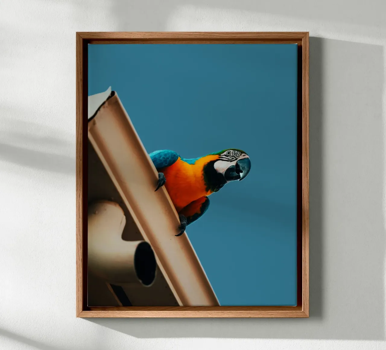 Parrot Soaring canvas with Floater frame by Nature's Palette