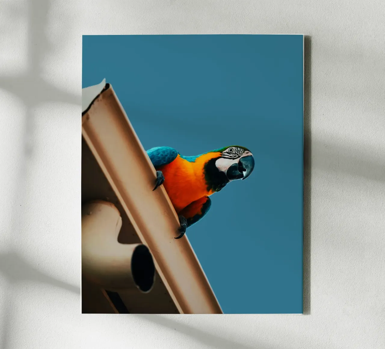 Parrot Soaring canvas with Floater frame by Nature's Palette