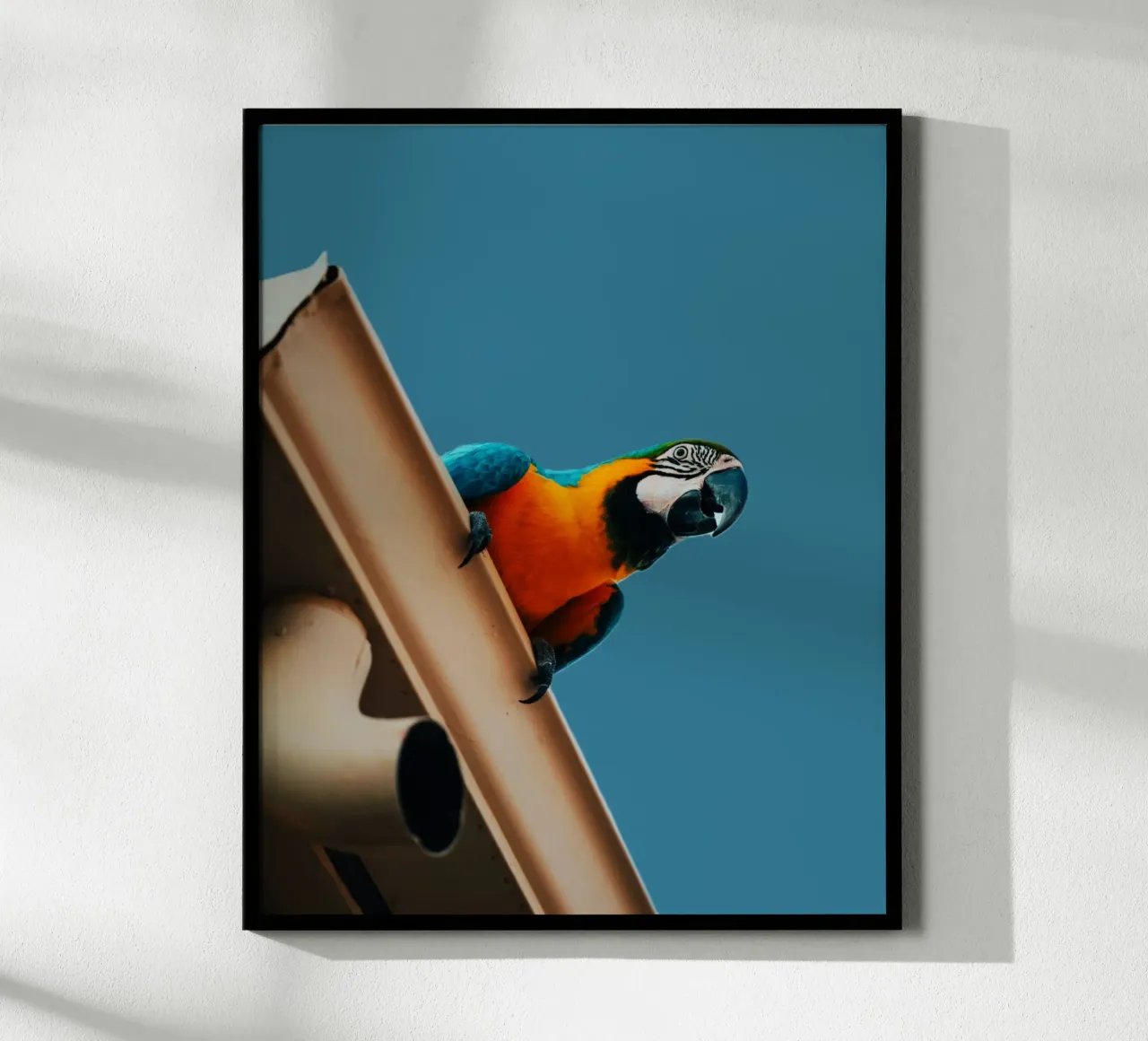 Pappagallo in volo poster con telaio in plastica da Nature's Palette