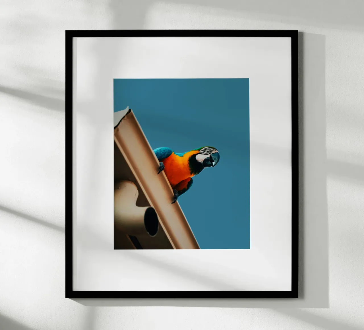 Pappagallo in volo poster con telaio in plastica da Nature's Palette