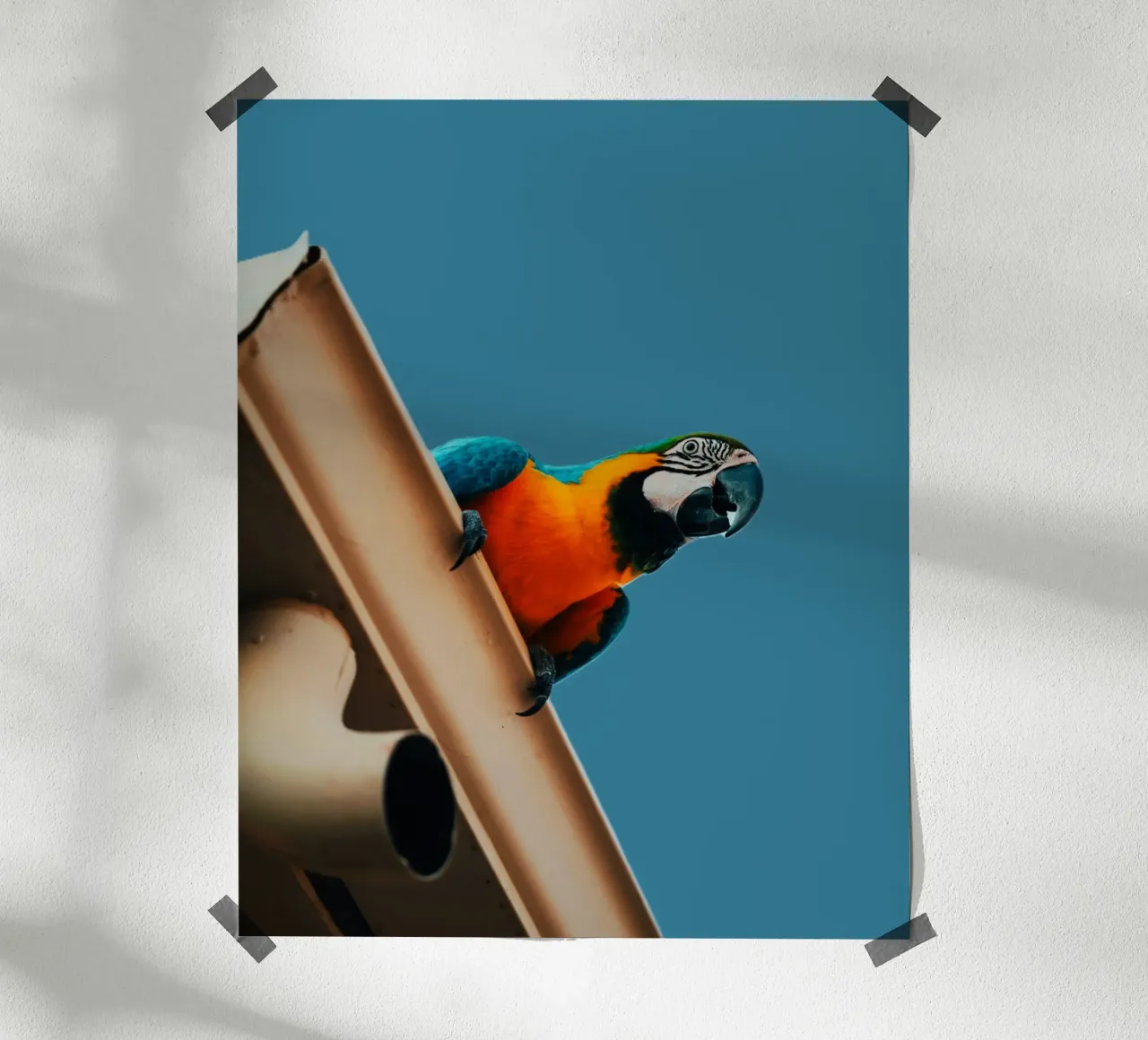Pappagallo in volo poster con telaio in plastica da Nature's Palette