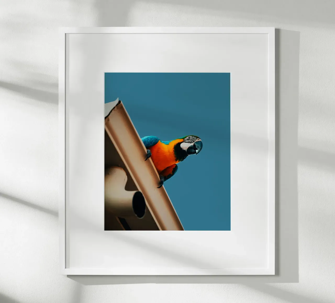 Pappagallo in volo poster con telaio in plastica da Nature's Palette