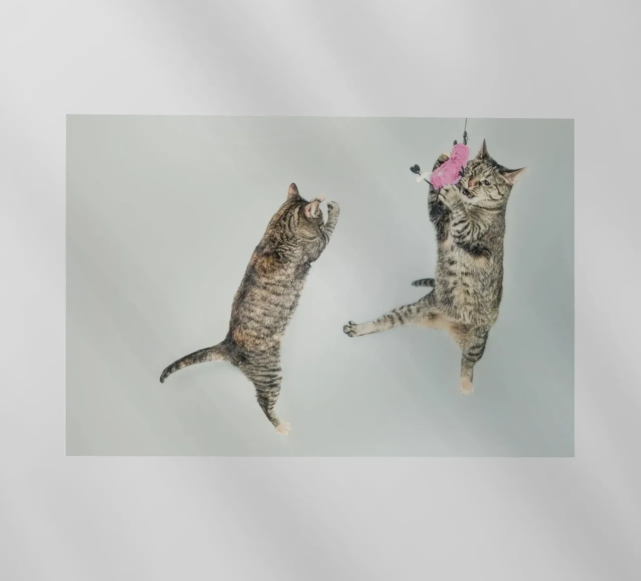 cats playing pellicola backlit da vintageshop