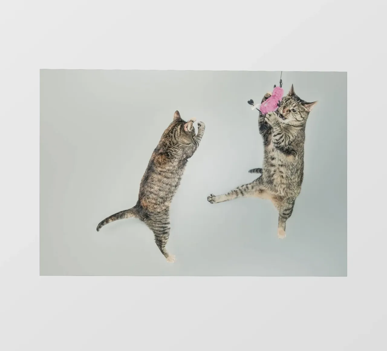 cats playing telo in pvc da vintageshop