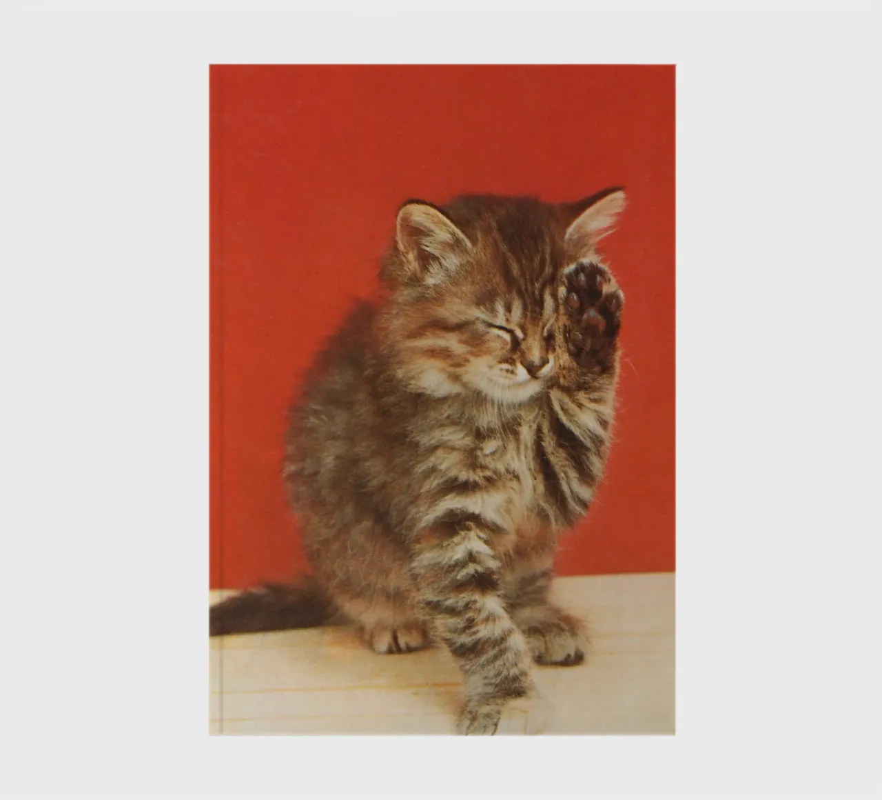 Cat with a paw up to its closed eyes diario da vintageshop